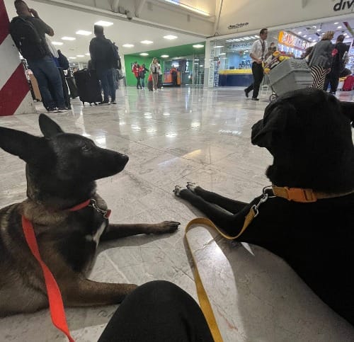 Photo containing two dogs on leashes waiting on the floor of the terminal.